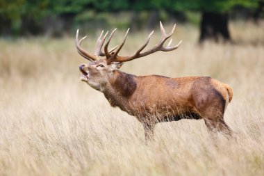Kızıl geyik geyik kükreyen