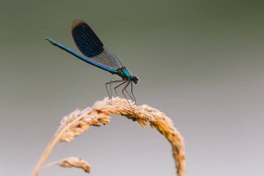 Kızböcekleri makro resmi