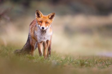 Vahşi kızıl tilki 