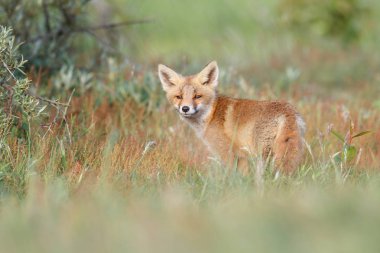vahşi kızıl tilki yavrusu