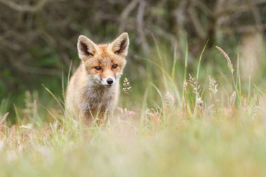 vahşi kızıl tilki yavrusu