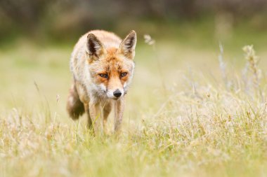 Vahşi kızıl tilki 