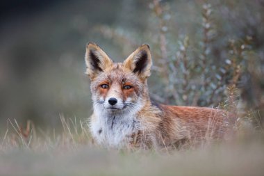 Vahşi kızıl tilki 