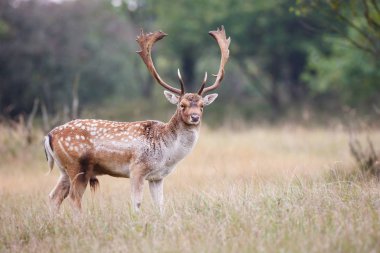 çiftleşme mevsiminde düşen geyik