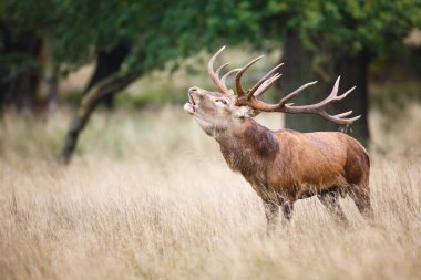 Kızıl geyik geyik kükreyen