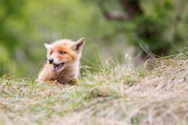 vahşi kızıl tilki yavrusu
