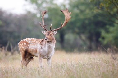 çiftleşme mevsiminde düşen geyik