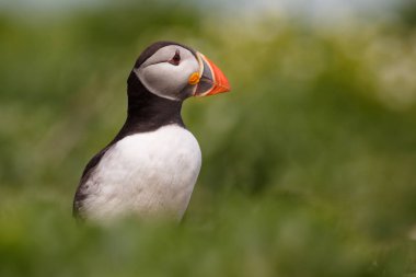 Atlantik martı kuşu 