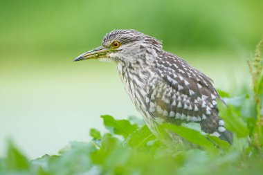 siyah taç gece balıkçılı