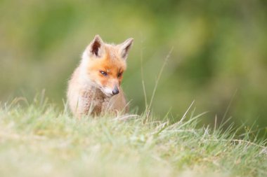 vahşi kızıl tilki yavrusu