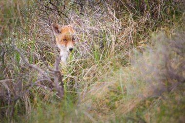 Vahşi kızıl tilki 