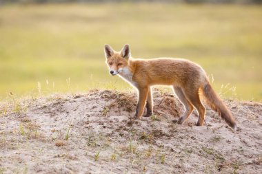 vahşi kızıl tilki yavrusu