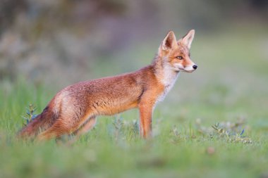 vahşi kızıl tilki yavrusu