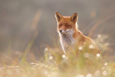Vahşi kızıl tilki 