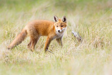 vahşi kızıl tilki yavrusu