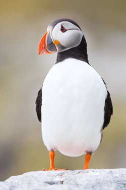 Martı kuş yakın çekim 