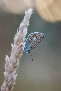 Sıradan mavi kelebek