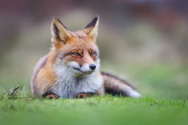 Vahşi kızıl tilki 