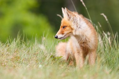 vahşi kızıl tilki yavrusu