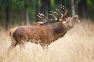 Kızıl geyik geyik kükreyen