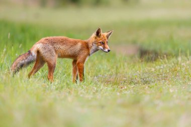 Vahşi kızıl tilki 