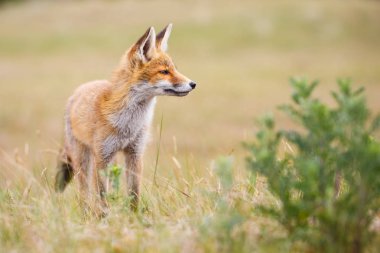 Vahşi kızıl tilki 