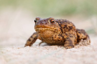 Yaygın karakurbağası.
