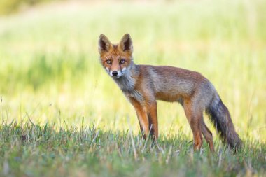 vahşi kızıl tilki yavrusu
