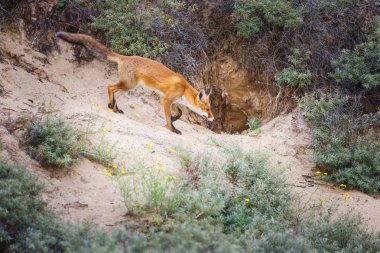 Vahşi kızıl tilki 