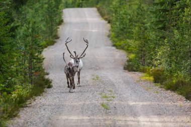 wild reindeer on a road clipart