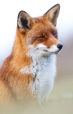 Kızıl Tilki portresi