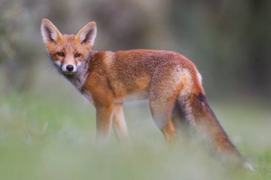 vahşi kızıl tilki yavrusu