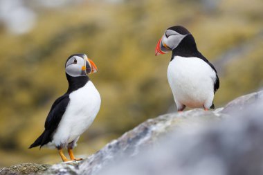 Atlantik martı kuşları