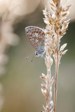 Sıradan mavi kelebek