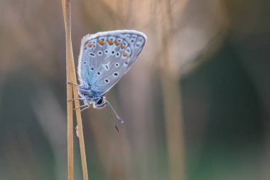 Sıradan mavi kelebek