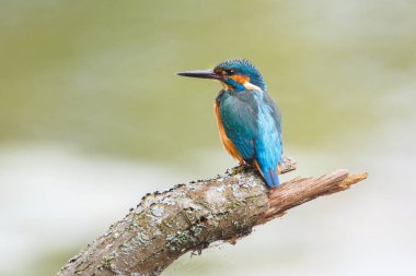 Daldaki Kingfisher Kuşu