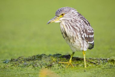 siyah taç gece balıkçılı