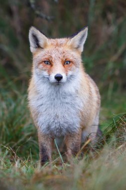 Vahşi kızıl tilki 