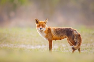 Vahşi kızıl tilki 