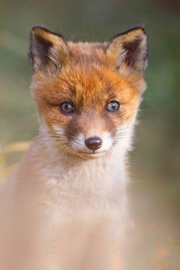 vahşi kızıl tilki yavrusu