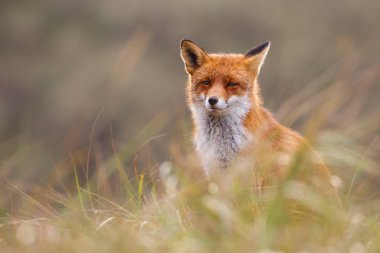 Vahşi kızıl tilki 