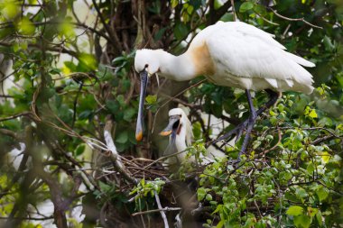 Two spoonbills on their nest clipart