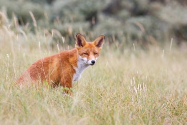 Vahşi kızıl tilki 