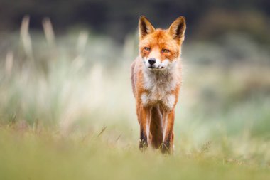 vahşi kızıl tilki yavrusu