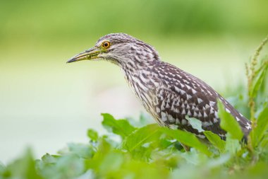 siyah taç gece balıkçılı