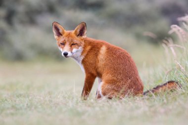 Vahşi kızıl tilki 