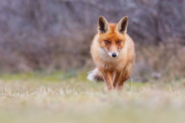 Vahşi kızıl tilki 
