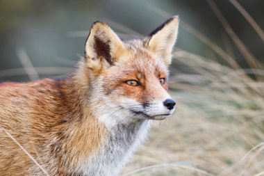 Kızıl Tilki portresi