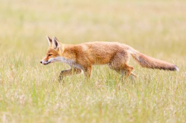Vahşi kızıl tilki 
