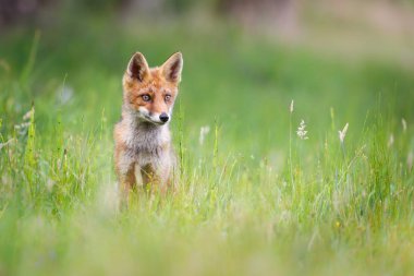 Vahşi kızıl tilki 